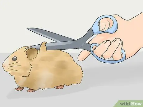 Уход за длинношерстным хомяком Шаг 5