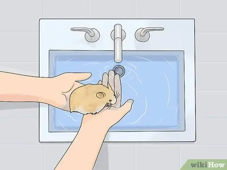 Уход за длинношерстным хомяком Шаг 6