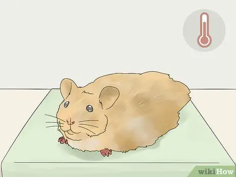 Уход за длинношерстным хомяком Шаг 9