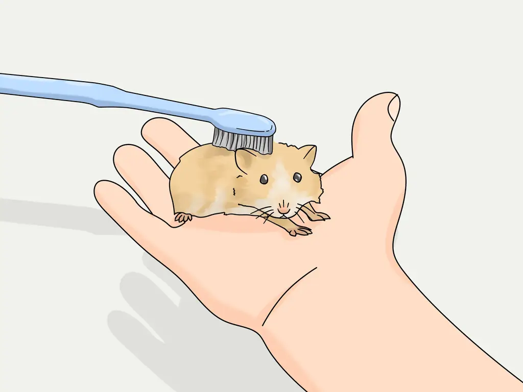 Как ухаживать за длинношерстным хомяком: 13 шагов (с иллюстрациями)