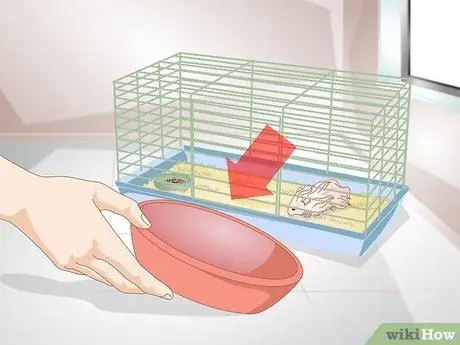 Очистите длинношерстного хомяка Шаг 1