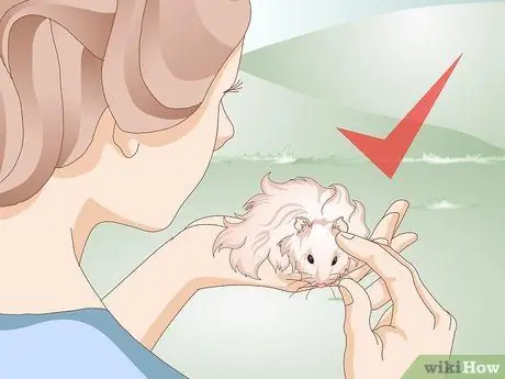 Очистите длинношерстного хомяка Шаг 11