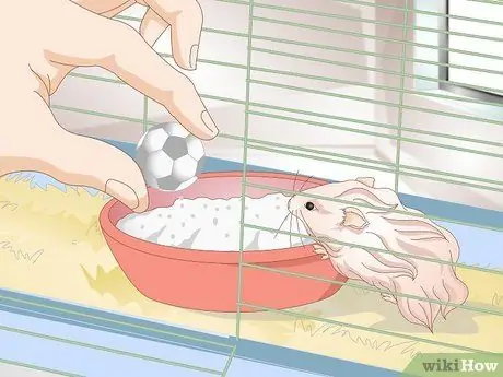 Очистите длинношерстного хомяка Шаг 4