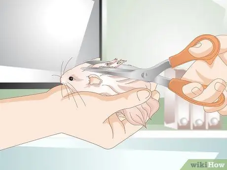 Очистите длинношерстного хомяка Шаг 6