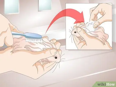 Очистите длинношерстного хомяка Шаг 7