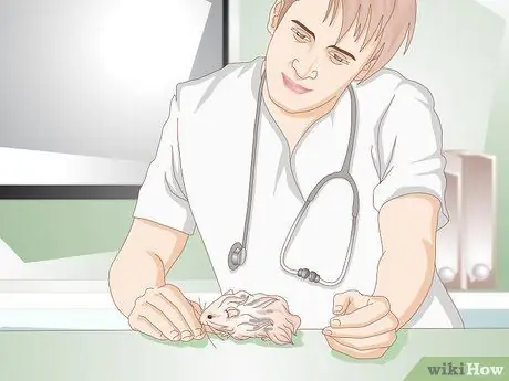 Очистите длинношерстного хомяка Шаг 9