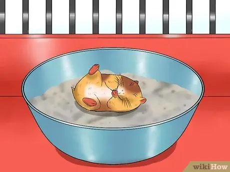 Уход за сирийским хомяком Шаг 12