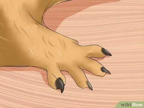 Уход за сирийским хомяком Шаг 13