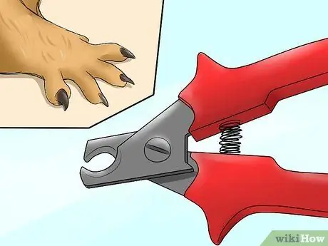 Уход за сирийским хомяком Шаг 15