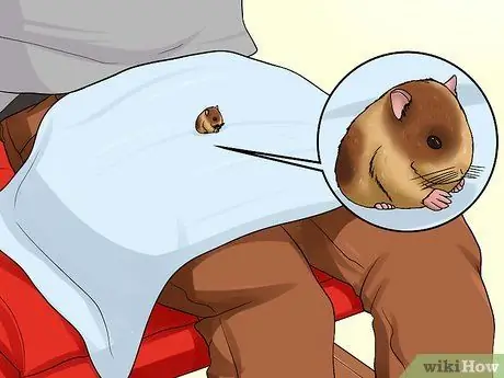 Уход за сирийским хомяком Шаг 4