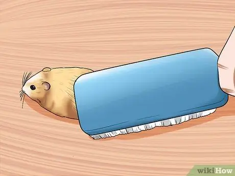 Уход за сирийским хомяком Шаг 5