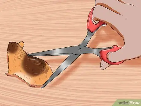 Уход за сирийским хомяком Шаг 8