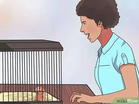 Покормить карликовых хомяков Шаг 10