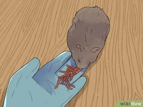 Покормить карликовых хомяков, шаг 3