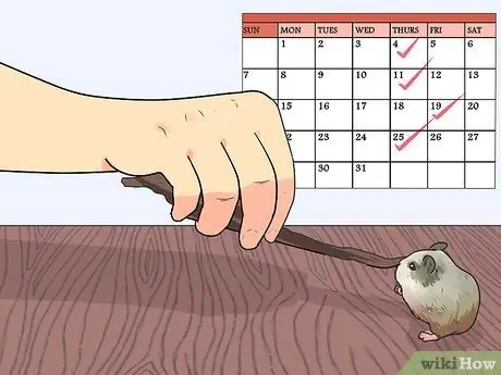 Покормить карликовых хомяков, шаг 5