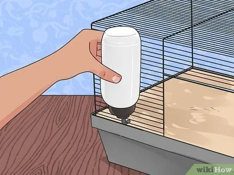 Покормить карликовых хомяков Шаг 6