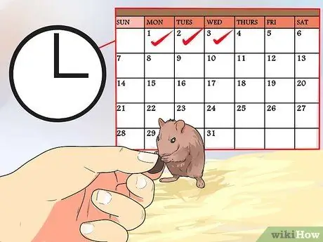 Покормить карликовых хомяков Шаг 9