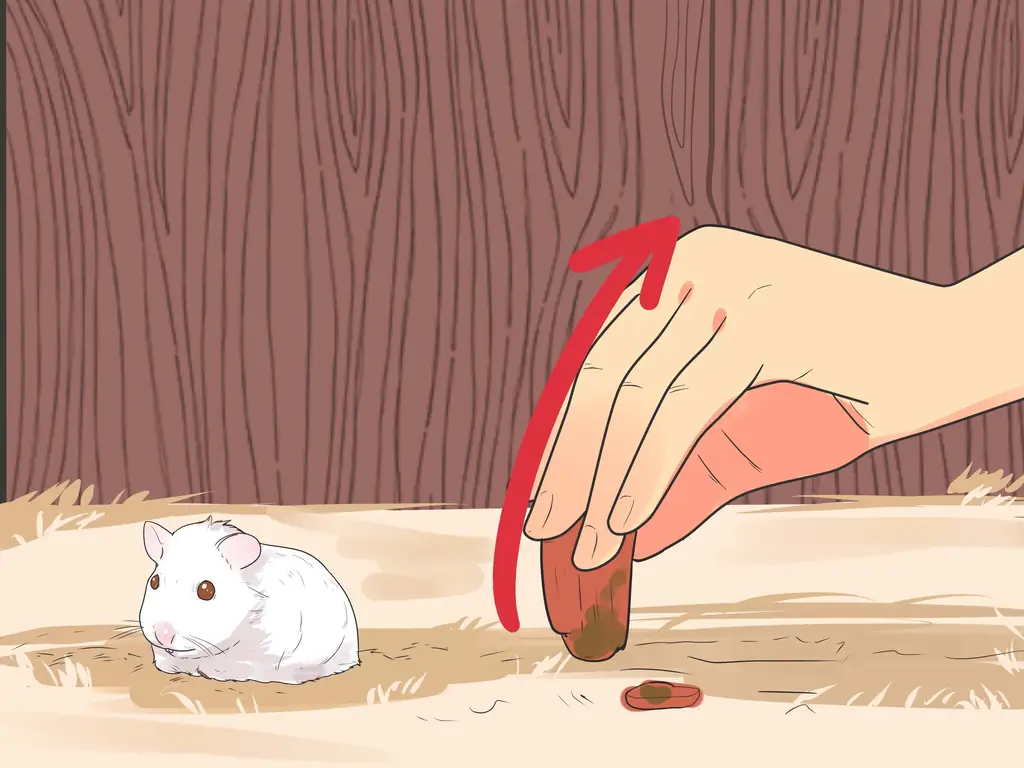 Как кормить карликовых хомяков: 12 шагов (с иллюстрациями)