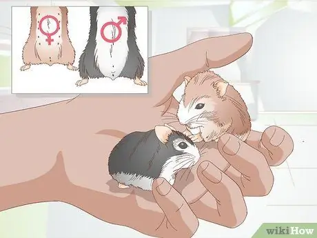 Порода карликовых хомяков Шаг 1