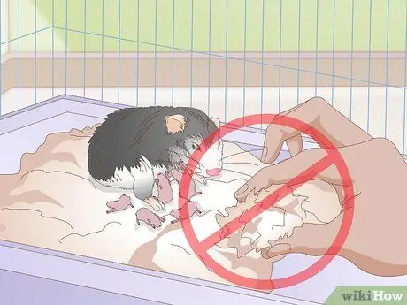 Порода карликовых хомяков Шаг 10