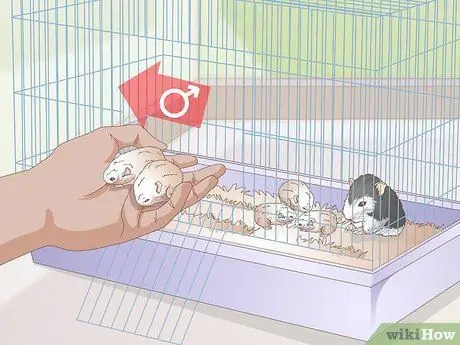 Порода карликовых хомяков Шаг 11