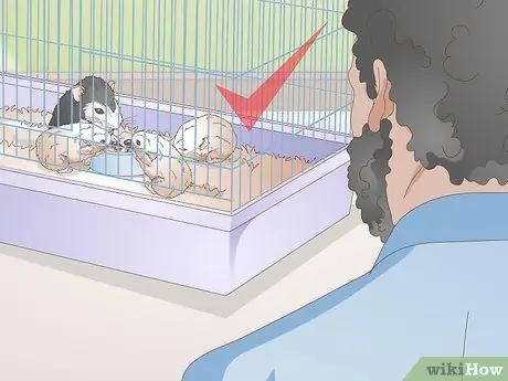 Порода карликовых хомяков Шаг 12