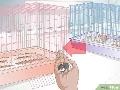 Порода карликовых хомяков Шаг 2