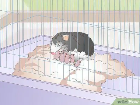 Порода карликовых хомяков Шаг 9