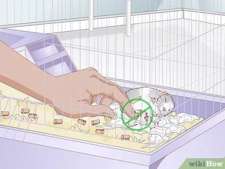 Уход за мамой-хомяком и ее младенцами Шаг 4