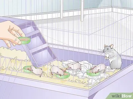 Уход за мамой-хомяком и ее младенцами Шаг 5