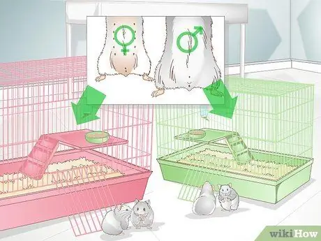 Уход за мамой-хомяком и ее младенцами Шаг 7