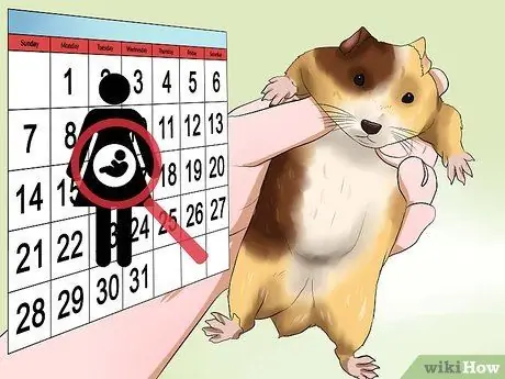 Уход за новорожденными хомяками Шаг 1