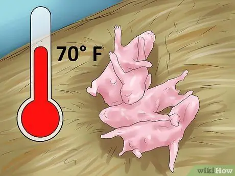 Уход за новорожденными хомяками Шаг 15