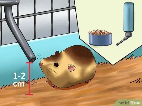 Уход за новорожденными хомяками Шаг 9