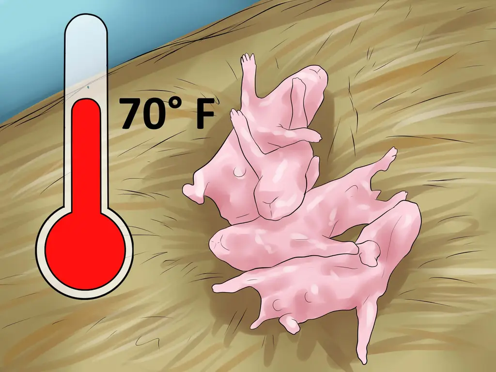 3 способа ухода за новорожденными хомяками