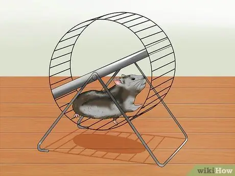 Уход за кусающимся хомяком Шаг 7