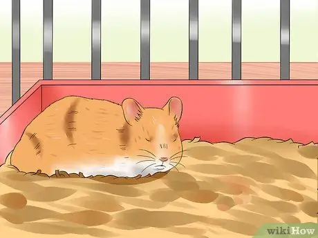 Приучите хомяка не кусаться Шаг 13