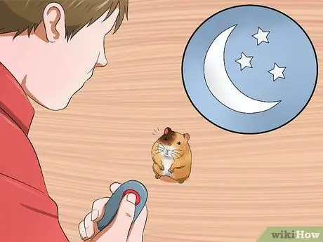 Приучите хомяка не кусаться Шаг 4