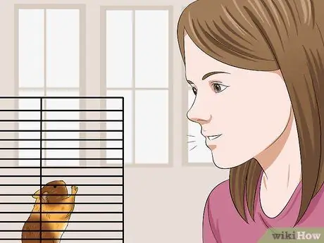 Приучите хомяка не кусаться Шаг 5