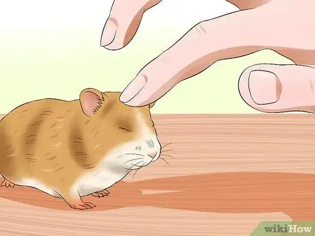 Приучите хомяка не кусаться Шаг 8