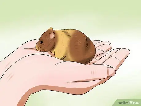 Приучите хомяка не кусаться Шаг 9