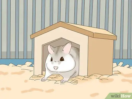 Приучите карликового хомяка узнавать свое имя Шаг 1