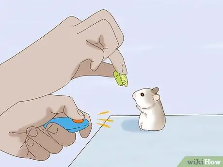 Приучите карликового хомяка узнавать свое имя Шаг 12