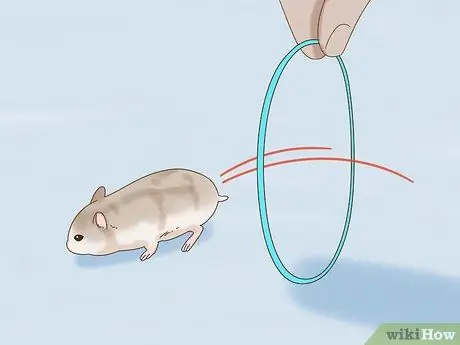 Приучите карликового хомяка узнавать свое имя Шаг 14