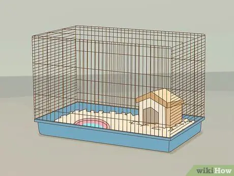 Приучите карликового хомяка узнавать свое имя Шаг 2