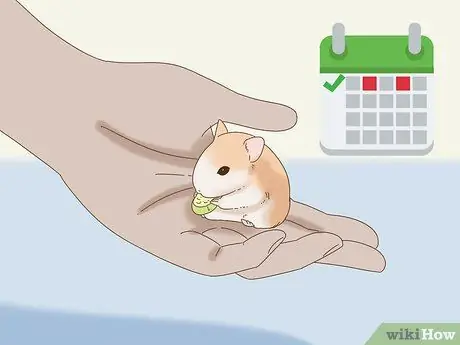 Приучите карликового хомяка узнавать свое имя Шаг 9