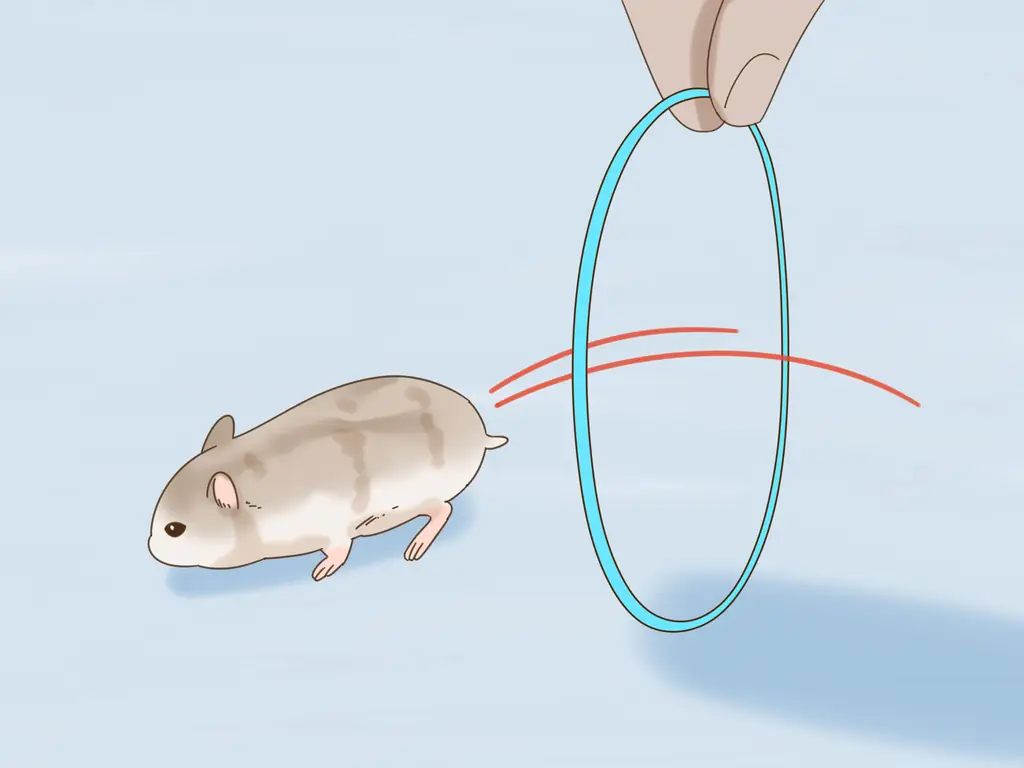 Как приучить карликового хомяка узнавать свое имя: 14 шагов