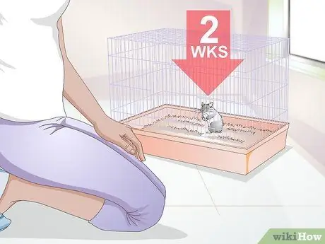 Разобраться со злым хомяком, шаг 1