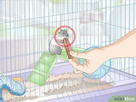 Разобраться с подлым хомяком Шаг 12