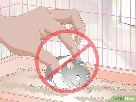 Разобраться со злым хомяком Шаг 7